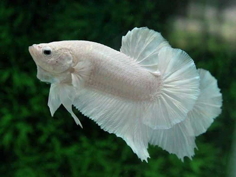 Giấc mơ thấy con cá trắng xuất hiện là cơ hội để bạn có thêm nhiều sự lựa chọn